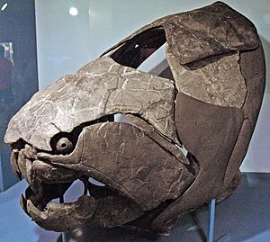 Dunkleosteus terrelli (fossil fish) (Cleveland Shale Member, Ohio Shale, Upper Devonian; Rocky River Valley, Cleveland, Ohio, USA) 21 (34001200911).jpg