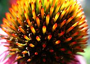 Echinacea-purpura-flower-closeup