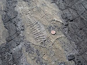 Ediacaran fossils Mistaken Point Newfoundland