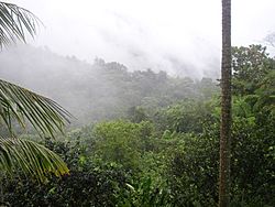 El Yunque Puerto Rico