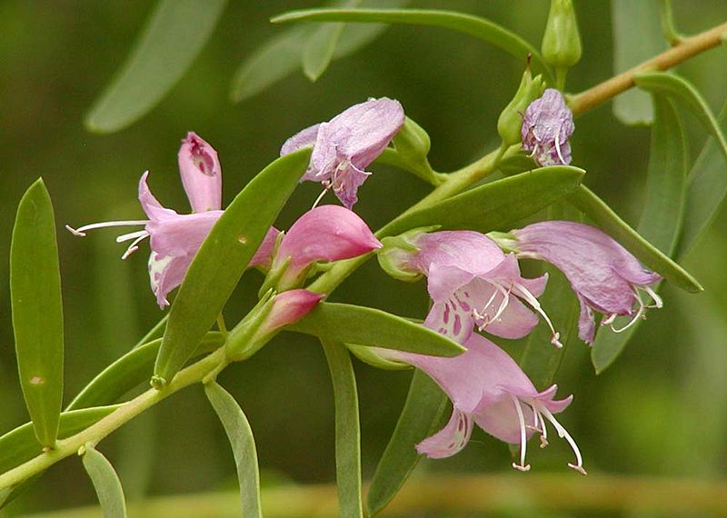 Eremophila maculata flowers