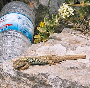 Erhard's wall lizard spotted