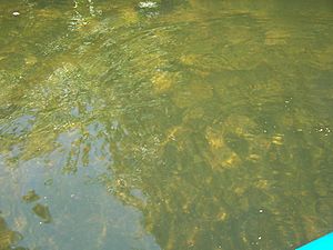 Estero river water quality