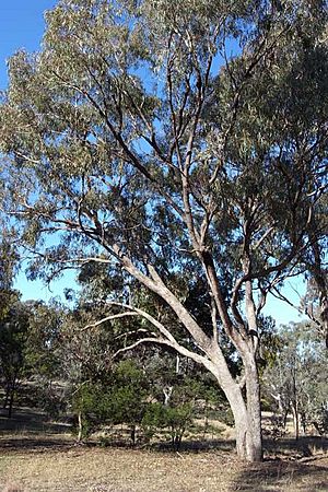 Eucalyptus nortonii.jpg