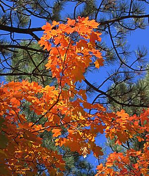 Fall maple, Fourth of July Canyon NM