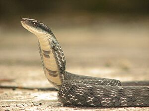 False Cobra (Psuedoxenodon macrops)