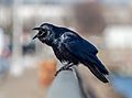Fish crow in Red Hook (42759)