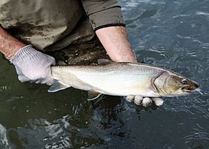Flickr - Oregon Department of Fish & Wildlife - 024 bull trout sampling metolius hargrave odfw