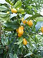 Fortunella japonica Frutigen