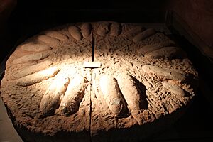 Fossil Dinosaur Eggs- Macroelongatoolithus xixiaensis
