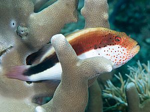 Freckled hawkfish (Paracirrhites forsteri) (47781088971)
