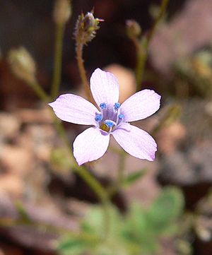 Gilia scopulorum 4.jpg