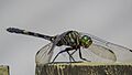 Green Skimmer (17249184676)