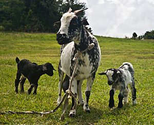 Grenadine Goat and Kids