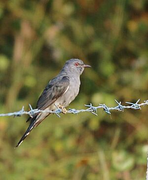 Grey bellied cuckoo