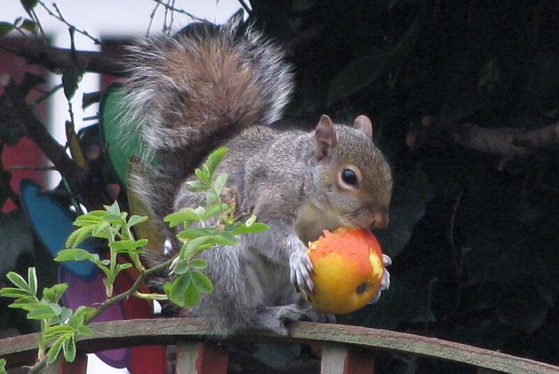 Grey squirrel 2