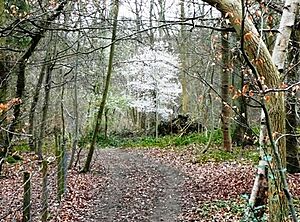 Harpsden Wood - geograph.org.uk - 722231 cropped