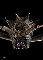 Head of Blosyropus spinosus (Redtenbacher, 1868) AMNZ49737