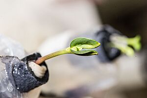 ISS-38 Young sunflower plant