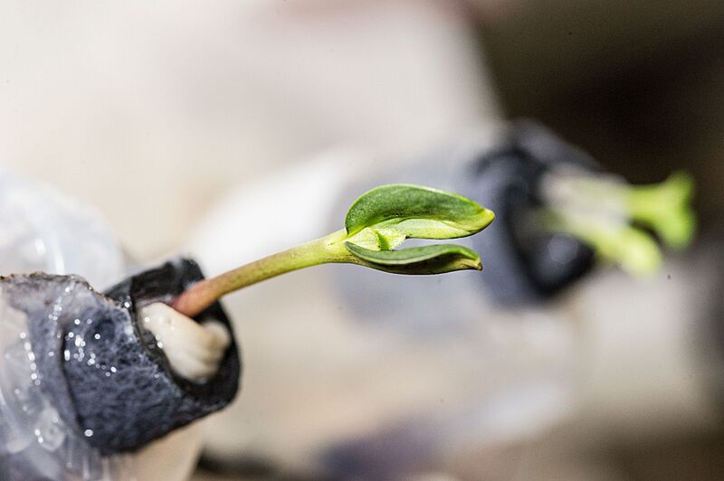 ISS-38 Young sunflower plant