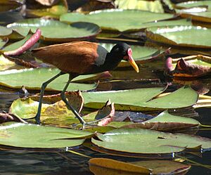 Jacana jacana walking in water