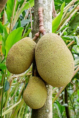 Jackfruit hanging