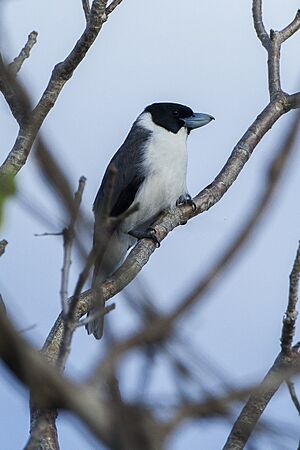 Lafresnaye's vanga (Xenopirostris xenopirostris).jpg