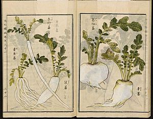 Leiden University Library - Seikei Zusetsu vol. 21, page 022 - 章魚葍, 秦野葍, 鼠葍 - Raphanus raphanistrum subsp. sativus (L.) Domin - 葛畑葍, 辛葍 - idem, 1804