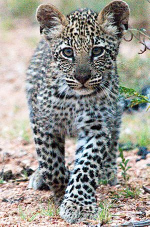 Leopard Cub (3433647337)