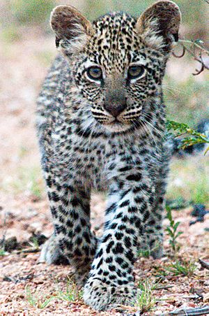 Leopard Facts For Kids