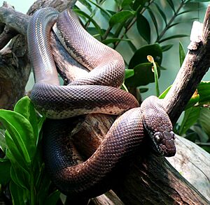 Liasis mackloti savuensis 3