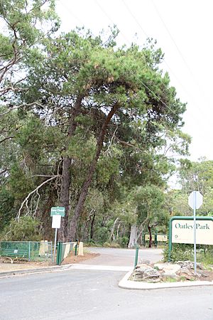 Lone Pine tree at entrance to Oatley Park