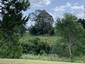 Looking across the Logan River (not visible) from Paget Parkway, Logan Village, towards Chambers Flats where cattle are grazing, 2021