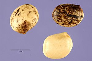 Lupinus mutabilis seeds