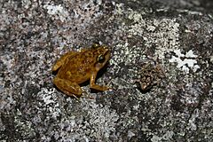 Male and juvenile of Black Mountain Boulder Frog