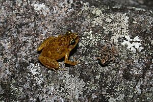 Male and juvenile of Black Mountain Boulder Frog