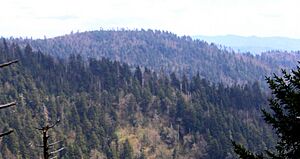 Marks-knob-gsmnp-nc1
