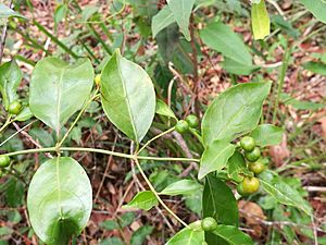 McKayMorindajasminoides31703158073 08363d0a7f o.jpg