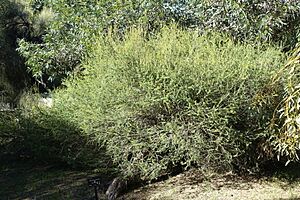 Melaleuca acuminata - Jardín Botánico de Barcelona - Barcelona, Spain - DSC09019