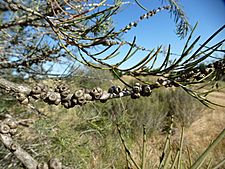 Melaleuca teretifolia (fruits)