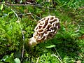 MorelShroom