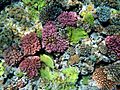 Multy color corals