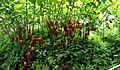 Native Red Ginger