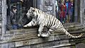 Pairi Daiza Bengaalse tijger met mutatie (witte vacht) 3-11-2015 13-57-52