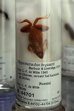 Phrynobatrachus bequaerti-Africa Museum (2).jpg