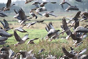 Pink-footed Geese, Martin Mere