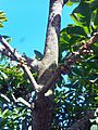 Pouteria sapota tree branch with young fruit