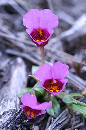 Purple Mouse Ear (10335007654).jpg