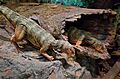 Qantassaurus model