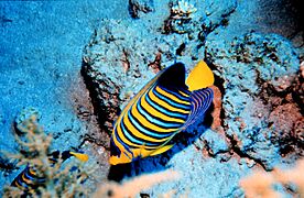 Reef2126 - Flickr - NOAA Photo Library